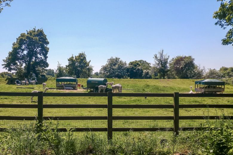 Houghton Hall Alpacas - walks around St Ives, Cambridgeshire