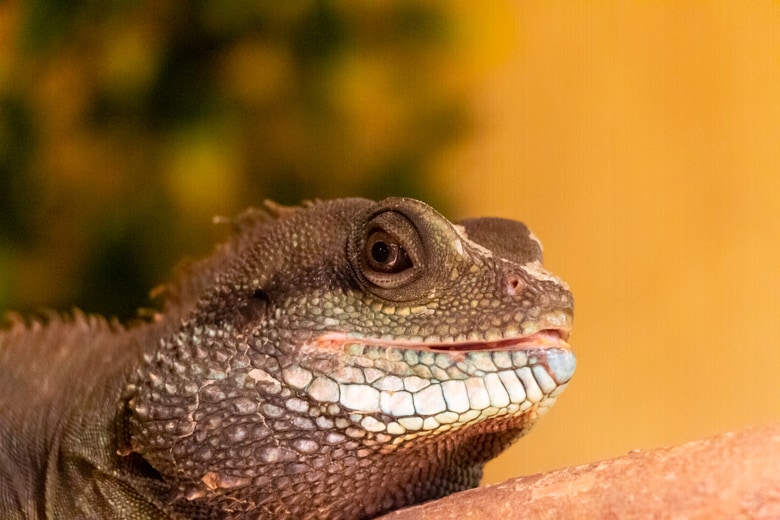 Things to do in Skegness - Reptile House in the Skegness Natureland Seal Sanctuary