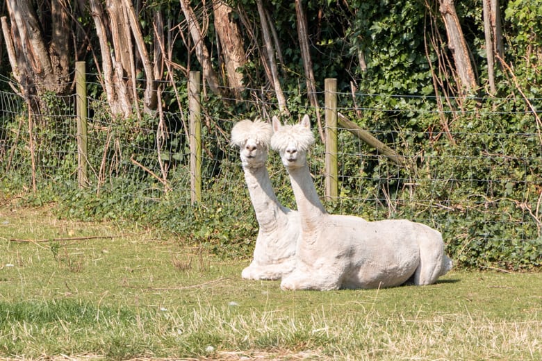 Things to do in Skegness - alpacas in the Skegness Natureland Seal Sanctuary