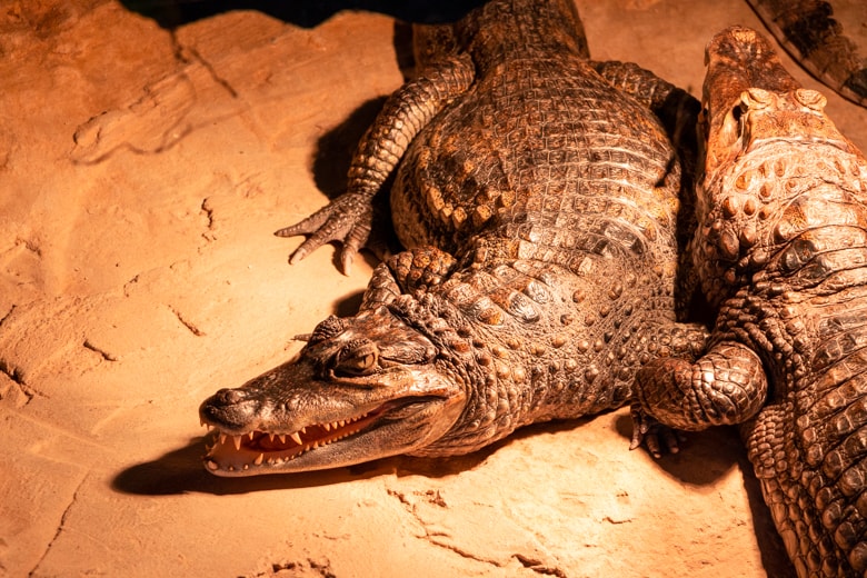 Things to do in Skegness - crocodile in Reptile House, Natureland Seal Sanctuary