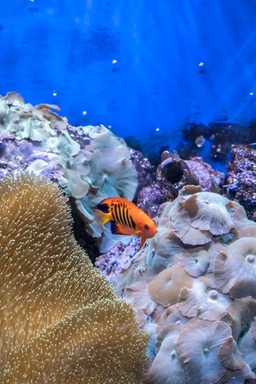 Things to do in Skegness - orange fish in the Skegness Aquarium