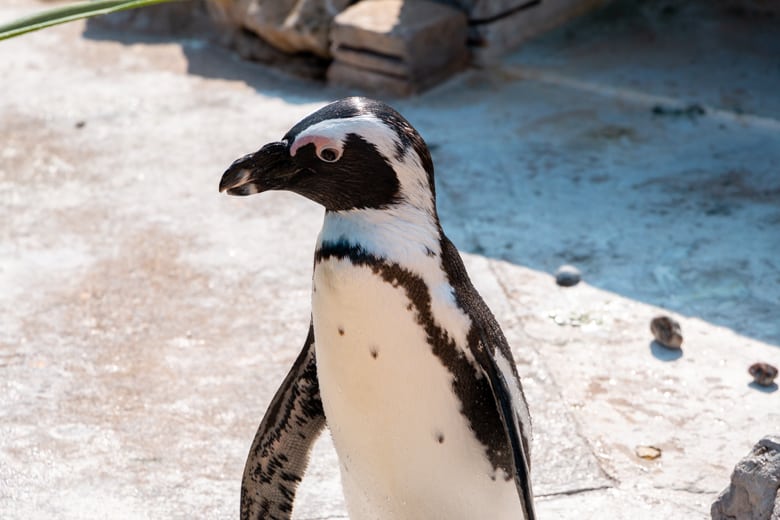Day out in Skegness - penguin in the Skegness Natureland Seal Sanctuary