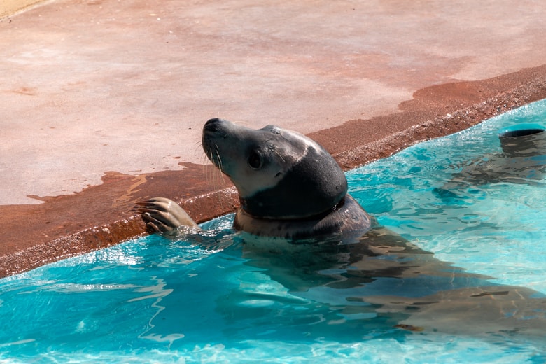Things to do in Skegness - seal in the Skegness Natureland Seal Sanctuary