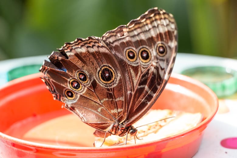 Things to do in Skegness - tropical Butterflies in the Skegness Natureland Seal Sanctuary