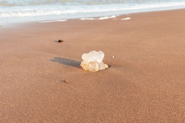 Jellyfish found on Margate to Broadstairs walk