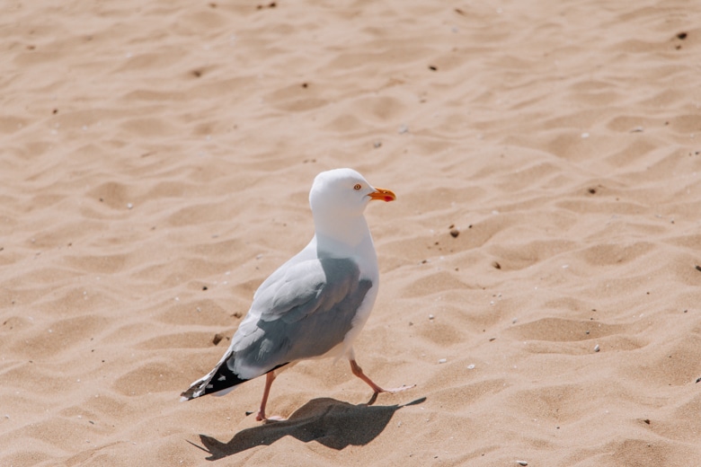 Seagull on a beach walk from Margate to Broadstairs