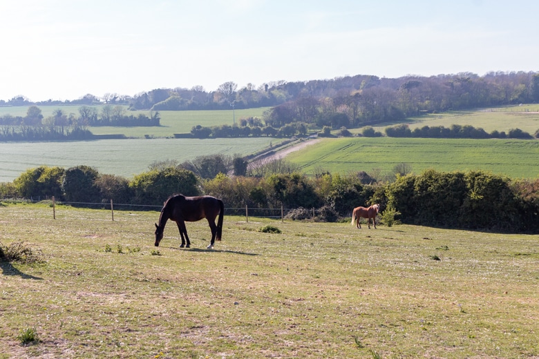 Two out of many horses we've seen on our walk from Dover to Deal