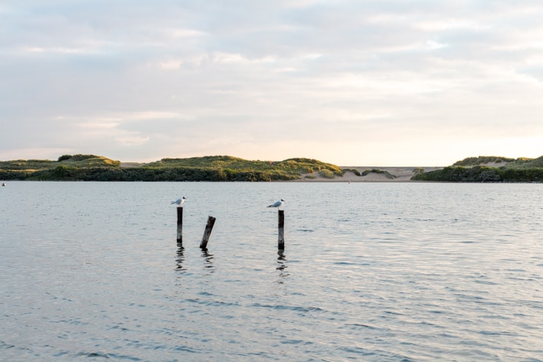 Crosby Beach, the nearest beach to Liverpool - seagulls in Crosby Marine Park, Marine Lake